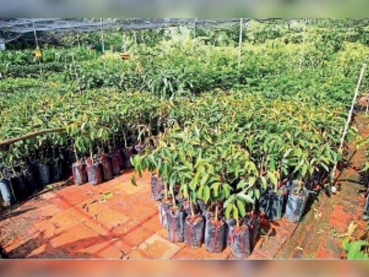 CRPF laid the foundation of the biggest banyan and peepal tree nursery ...
