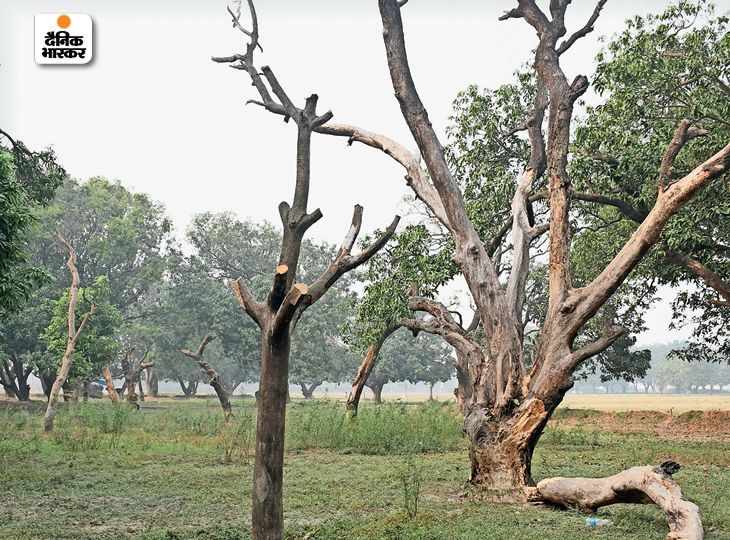 The government is bringing an act to allow cutting of trees on private ...