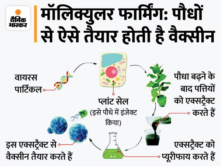 Coronavirus Vaccine CoVLP; Everything You Need TO Know About Plant ...