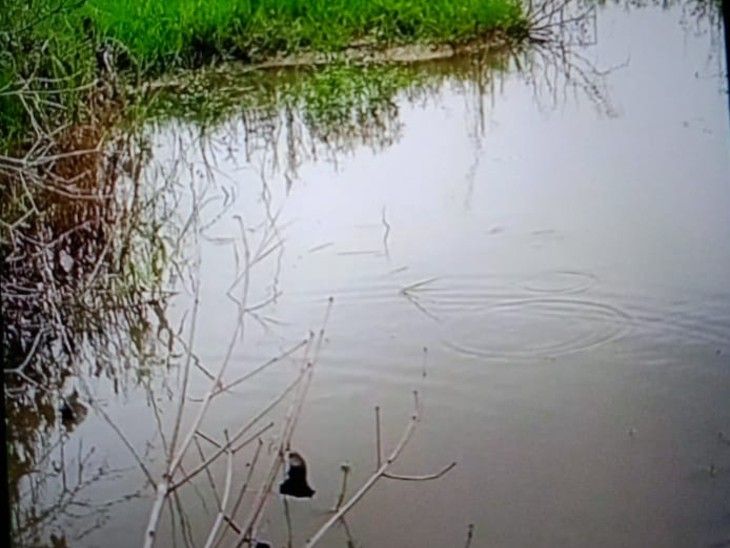 Madhubani Water Logging; Paddy Crop Ruined as Encroachment In Drain