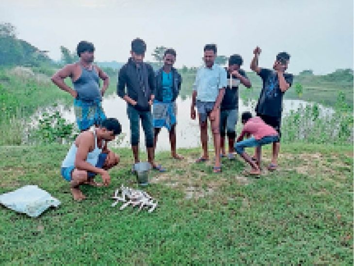 One quintal of fish died in Hondaga pond, there is a possibility of ...