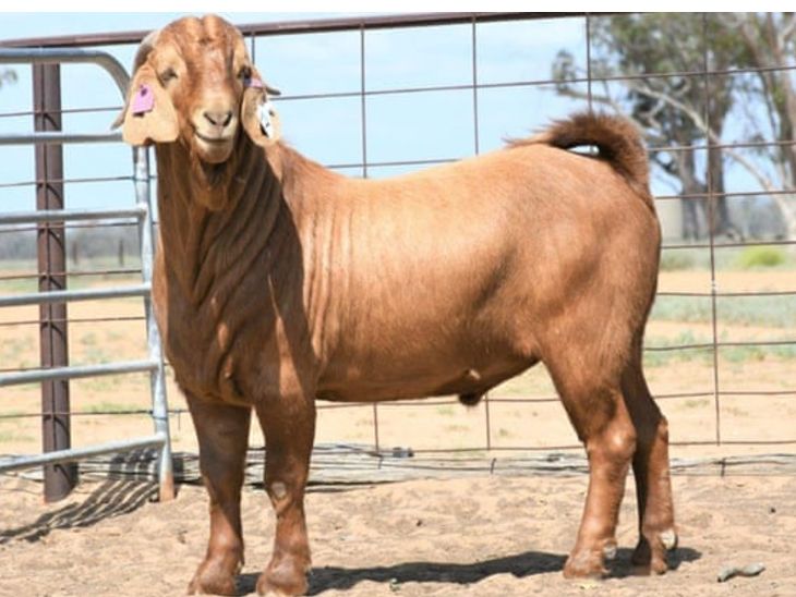 australia-world-s-most-expensive-goat-bakra-costs-rs-15-lakh-bakra