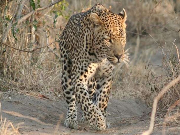 Leopard panic in many villages for 8 days, leopard roaming within 30KM ...