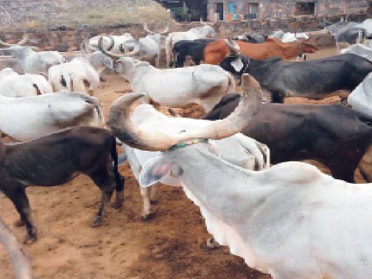 There are 20 families in Gwalda who have more than 100 cows in their ...