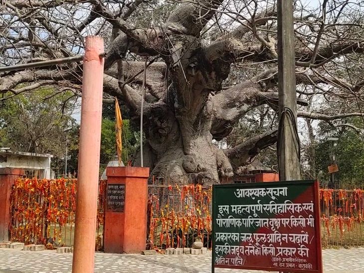 Parijat tree of Mahabharata period in crisis Being hollow due to lack ...