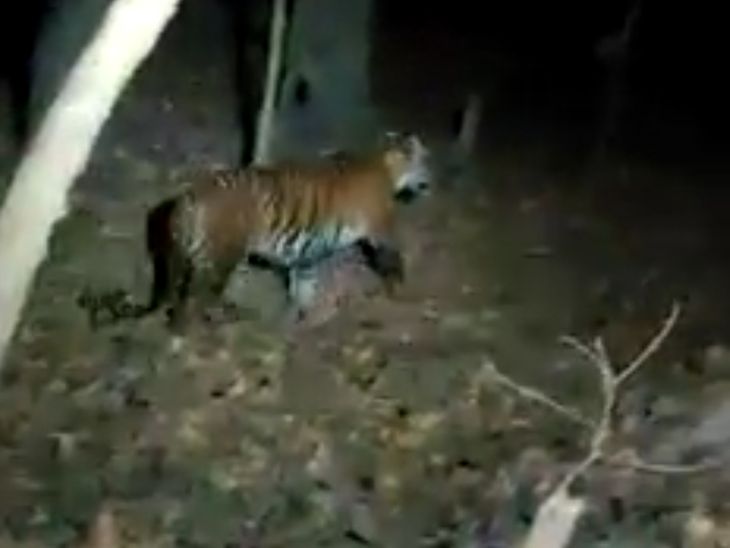 When the tiger came in front of the car passing through the forest, the video went viral on social media | पीलीभीत...टाइगर रिजर्व में बाघ की मौजूदगी: जंगल के रास्ते से गुजर रही कार के सामने आया बाघ, वीडियो आया सामने - Pilibhit News | Dainik Bhaskar 