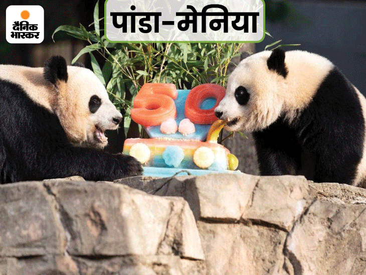 Pandamania Cute panda seen eating icecake Ice cake to celebrate 50