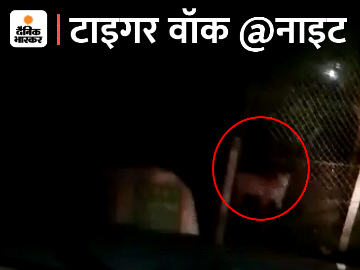 Bhopal Kaliyasot Jungle Viral VIDEO; Tiger Movement Seen | भोपाल के कलियासोत में टाइगर की चहलकदमी: रात को जंगल में घूमते नजर आया बाघ, कार में बैठे शख्स ने बनाया VIDEO - Bhopal News | Dainik Bhaskar
