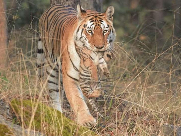 The number of tigers is increasing in the Pench Tiger Reserve of Seoni ...
