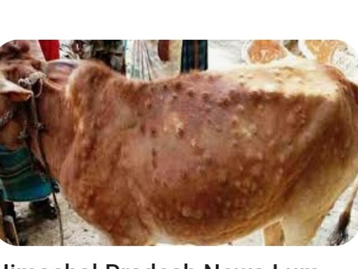 Lumpy virus havoc, 57 animals died in Himachal within 24 hours 3042 new ...
