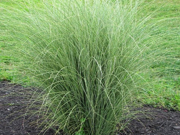 Kush Amavasya on 27th August On this day, we bring home after breaking