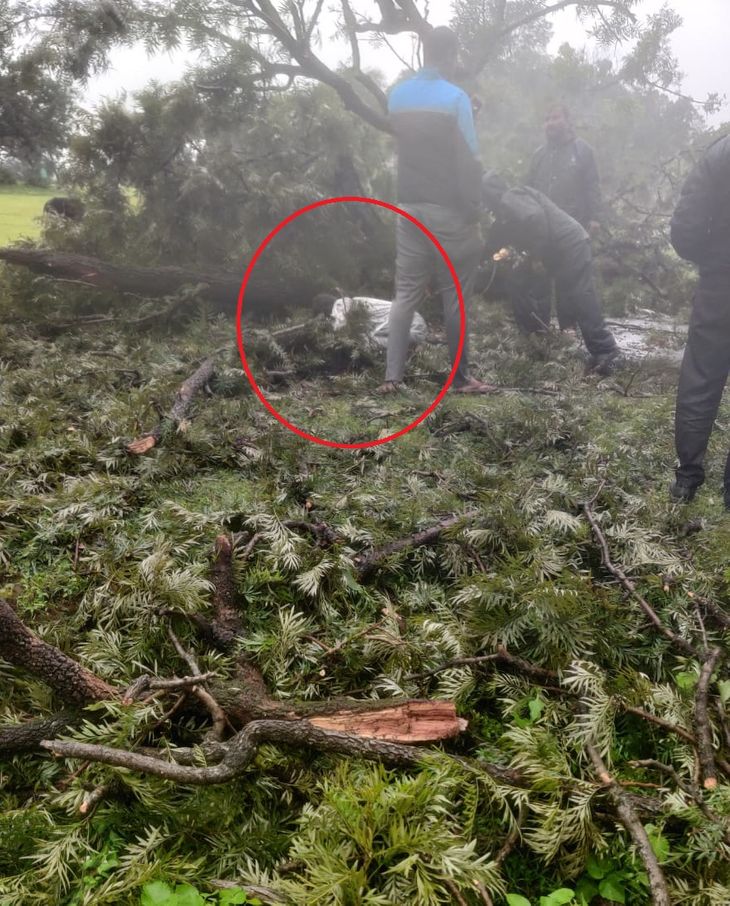 People panicked as soon as they picked up the branches of a broken tree ...