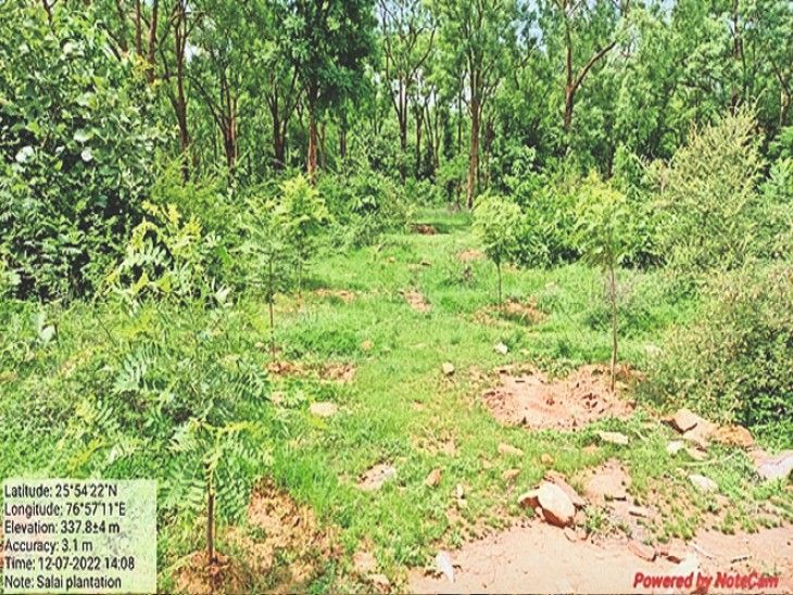 The forest department is growing a palm forest in 25 hectares