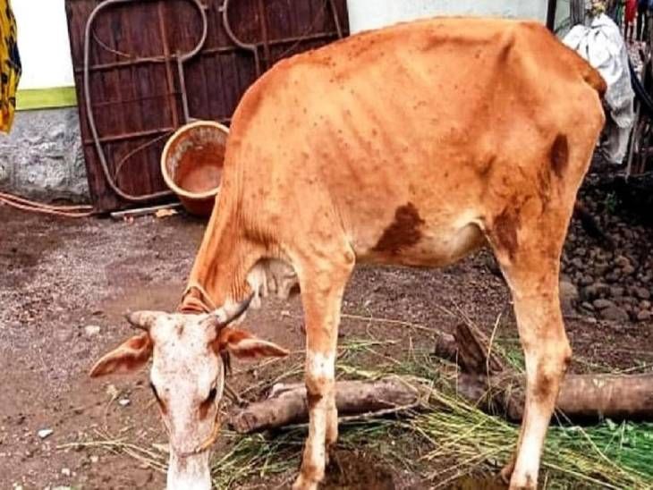 Survey work completed in 175 villages of the district, sick cow found ...