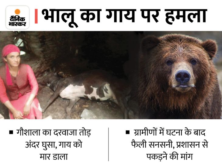Bear terror in village coat Anni Kullu, Cow was attacked and killed in ...