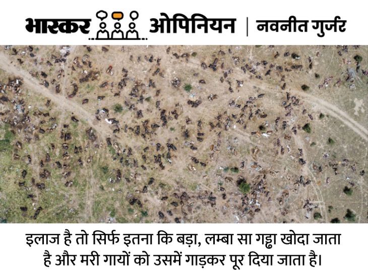 Lumpy Skin Disease (Cow Death) Outbreak Condition; Rajasthan, Gujarat ...