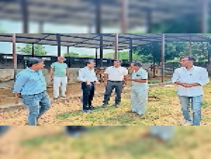 Instructions given for immediate treatment of sick livestock by making ...