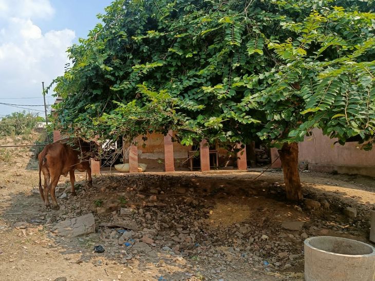 389 cows infected so far, 7 died; Preparations to build new isolation ...