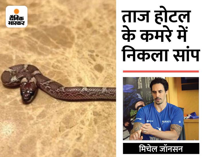 The snake came out in the room of Australian bowler Johnson, said – it ...