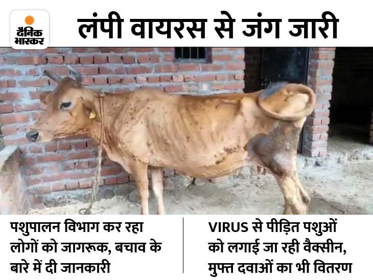 Awareness camp on lumpy virus, Animal Husbandry Department gave ...