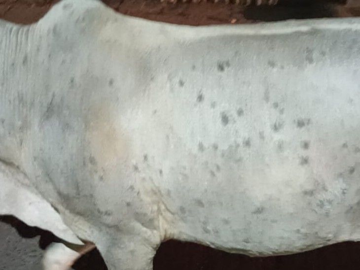 Lumpy virus in village-village, only one cow is sick in government ...