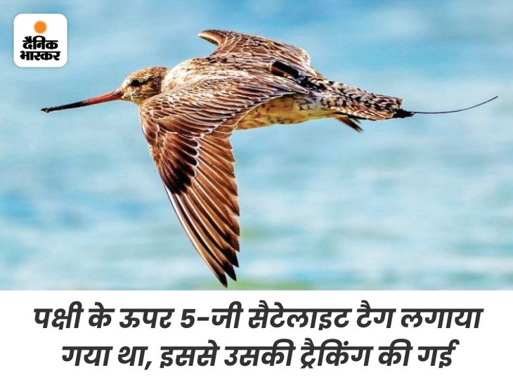 Bar-Tailed Godwit Longest Flight World Record; Bird Flies 13,560 KM ...