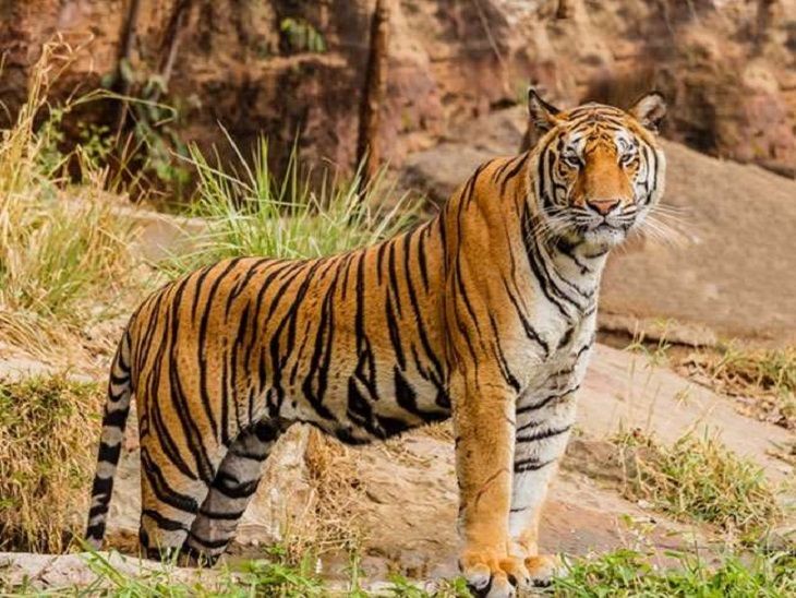 Plan to reintroduction tigers in Baranvapara: Wildlife Board gave in ...