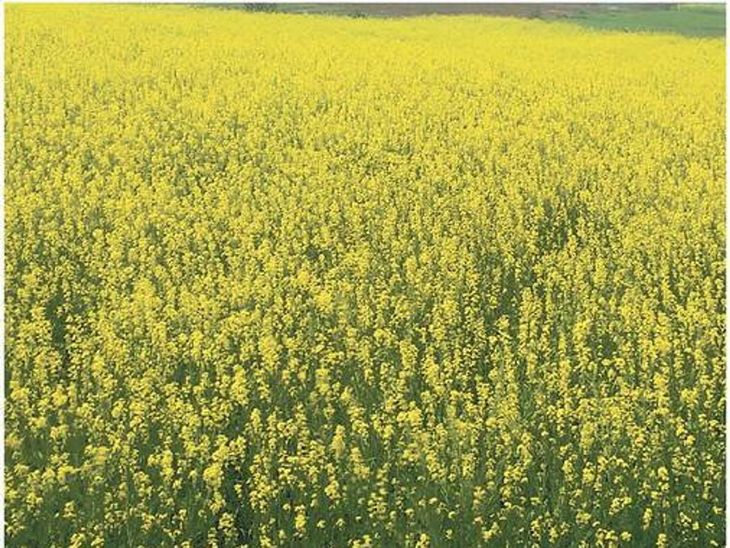Weather suitable for mustard, there will be record production if there ...
