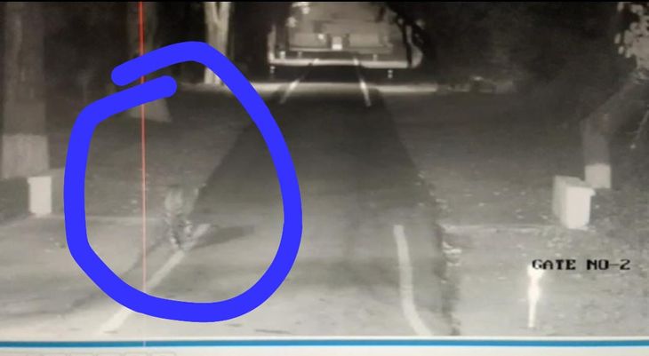 Leopard seen in Meerut RVC | मेरठ के RVC में दिखा तेंदुआ: वीडियो सामने ...