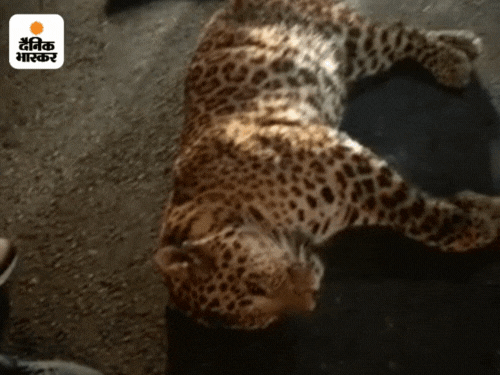 Leopard collided with car on Meerut Delhi Expressway, PM will be there ...