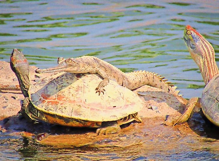 A baby alligator rode on the endangered Batagur tortoise thinking it as ...