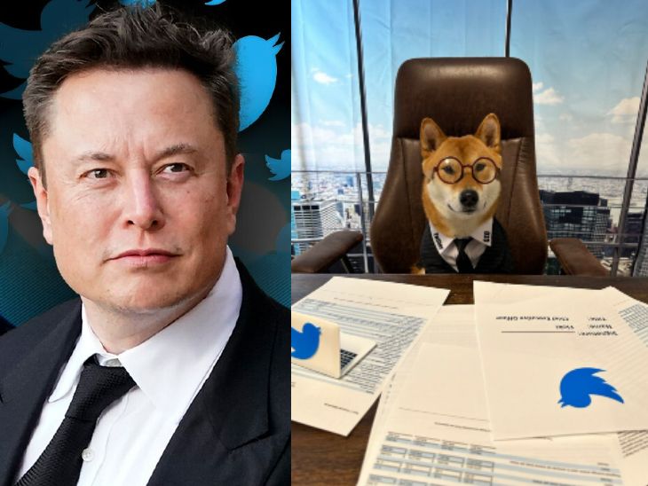 Billionaire Elon Musk's dog Floki takes over as Twitter CEO | डॉग ...