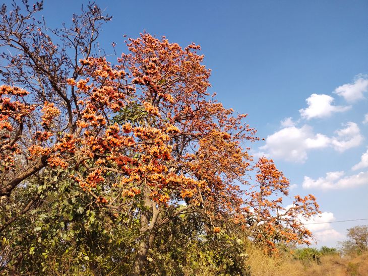 : Saffron flowers of Palash started blooming in the autumn season ...