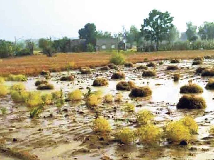Isabgol in 11 thousand hectare and cumin crops in 6 thousand hectare ...
