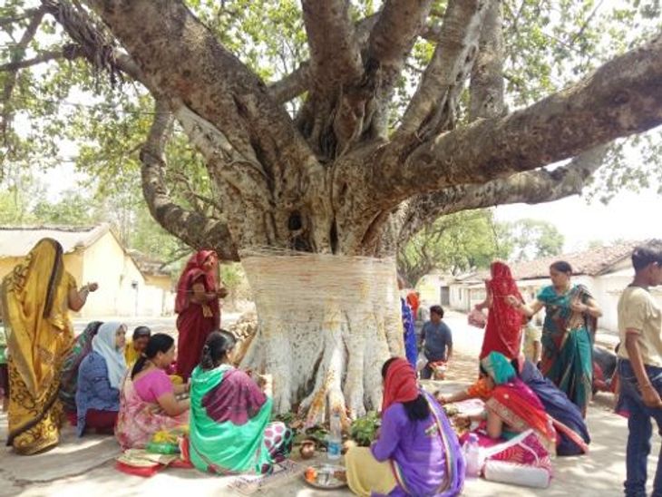 Banyan tree is recluse among trees, also a symbol of stability in the ...