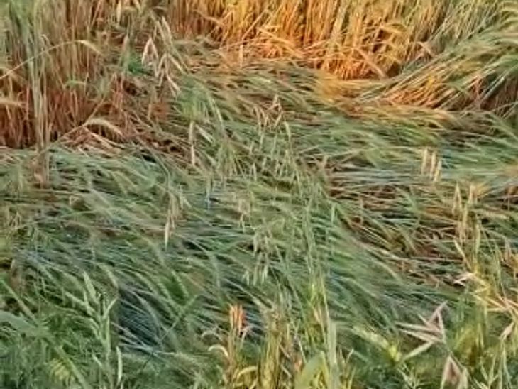 In Dabra and Bhitarwar region, hail fell with rain in many places, damage to mustard peas and