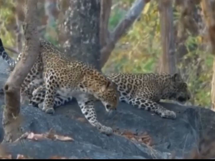Tourists were thrilled to see the pair of leopards, the view was ...