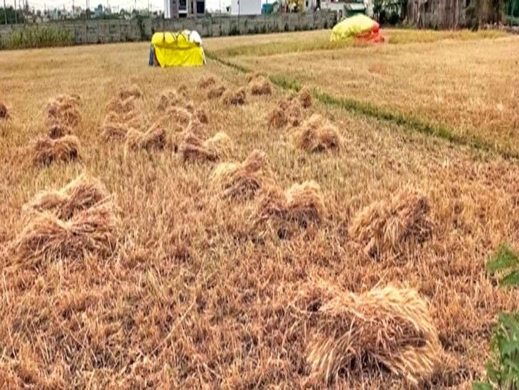 Damage to wheat due to heavy rain for four hours in the night, crop was ...