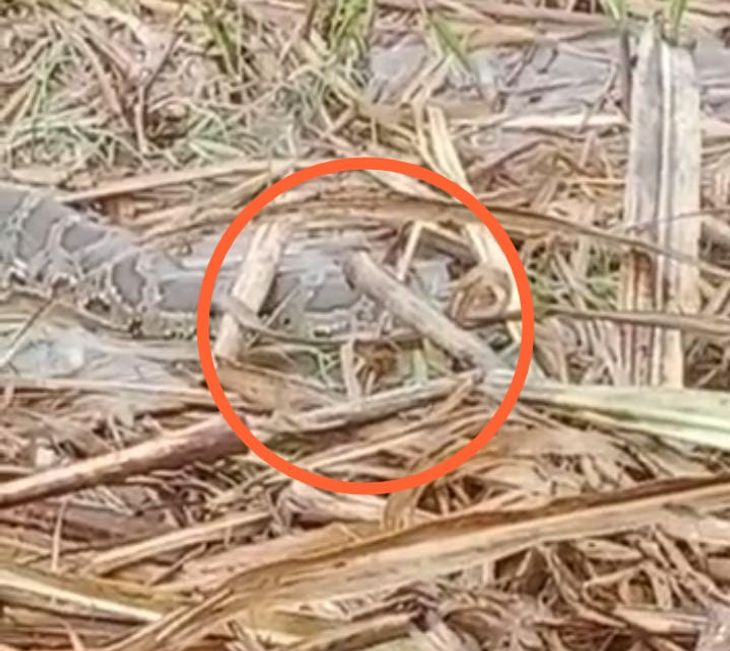 After the rain, the farmers ran away after seeing the snake in the reed ...