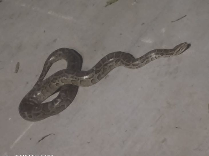 12 feet long python snake was caught and handed over to forest ...