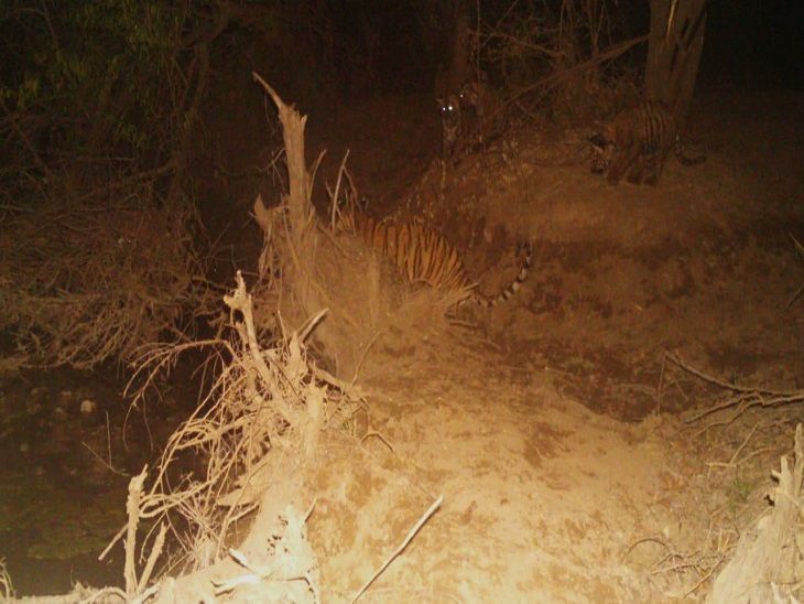 Tiger tracking in question due to continuous disappearance of tigress ...