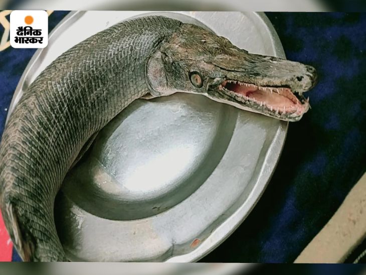 Alligator gar fish found in Bhopal, Alligator gar trapped during ...
