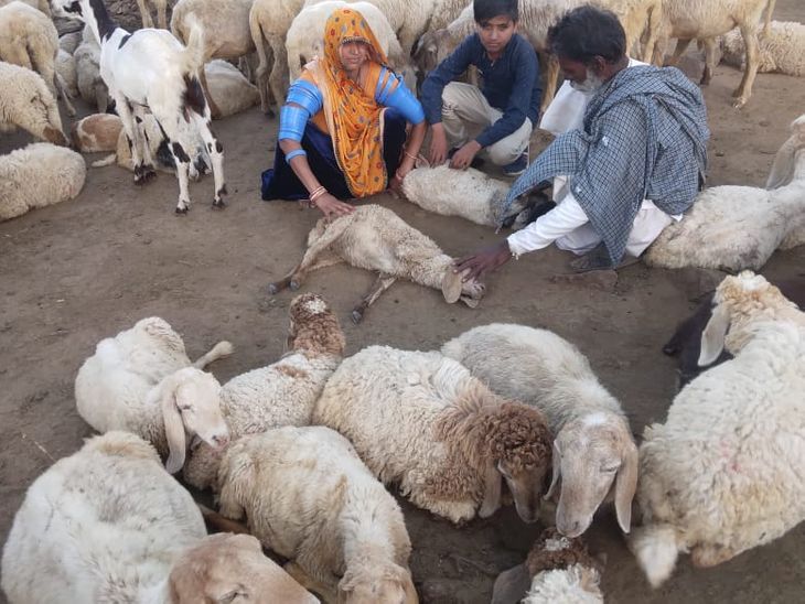 Continuous deaths of sheep due to unknown reasons, medical team engaged ...