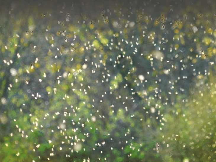Light And Insects Connection: Why Bugs Declining And Its Impact On ...