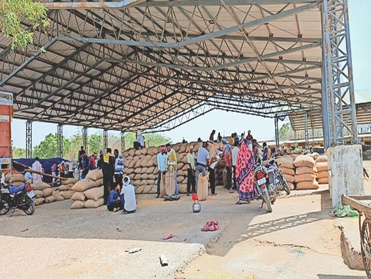 8 lakh quintals of wheat arrived in the market, only 2.5 lakh quintals