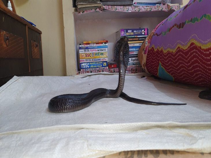 Rajasthan kota Ganesh Nagar 4 feet long cobra snake sitting on double bed