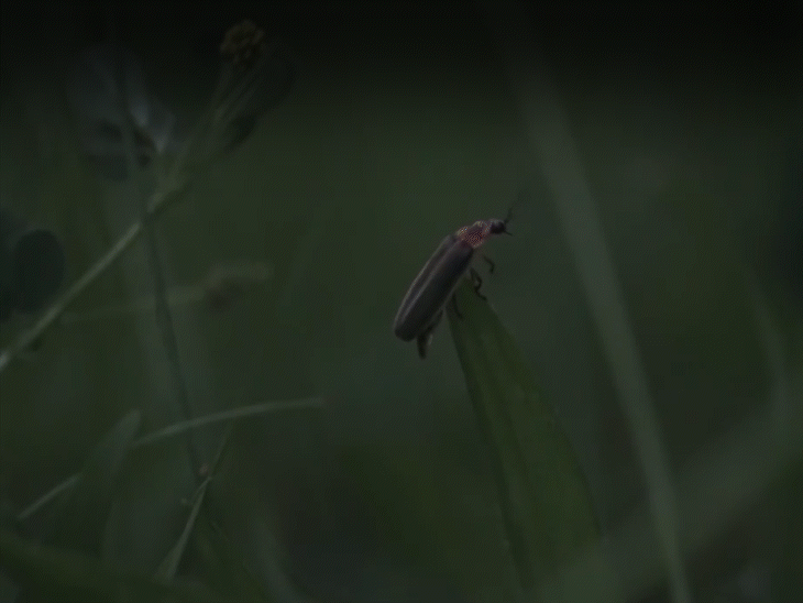 Maharashtra Fireflies Festival Explained - Kajava Mahotsav ...