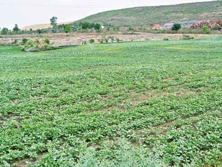Soybean area decreased by 45 percent in three years due to irregular ...
