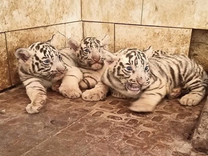Sultan and Raksha gave birth to three cubs, all three completely healthy