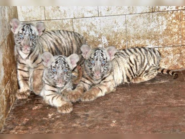 Raksha and Sultan give birth to triplets | मैत्री बाग में व्हाइट टाइगर ...